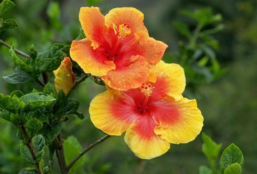 Bunga Hibiscus Kuning dan Merah Tertutup Embun