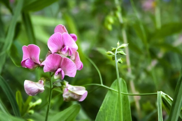 Lathyrus sylvestris, yassı bezelye veya dar yapraklı sonsuz bezelye çiçekleri