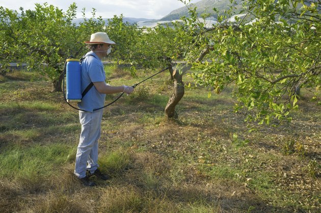 Sprøyting av en sitronplantasje