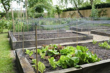 Legume cultivate în casă, legume într-o grădină, Marea Britanie