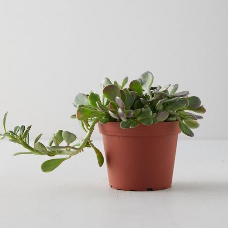Galinis Jade augalas