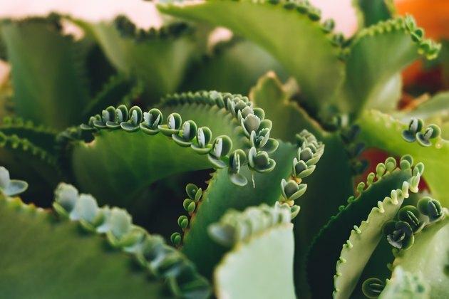 Mãe de milhares, planta de chapéu mexicano (Kalanchoe pinnata) com broto.