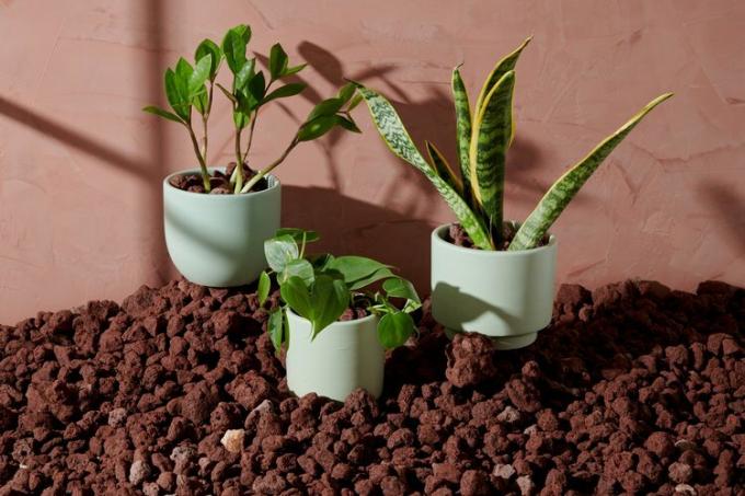 The Sill Beginner's Plants Collection, $ 110,50