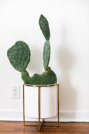 Uma planta de cacto em um plantador branco sobre um piso de madeira