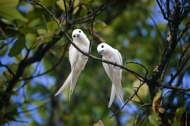 Λευκά πουλιά στο δέντρο