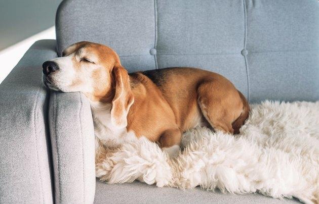 Beagle spi na prijetnem kavču