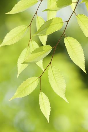 Zelkova trädkantad ny grön