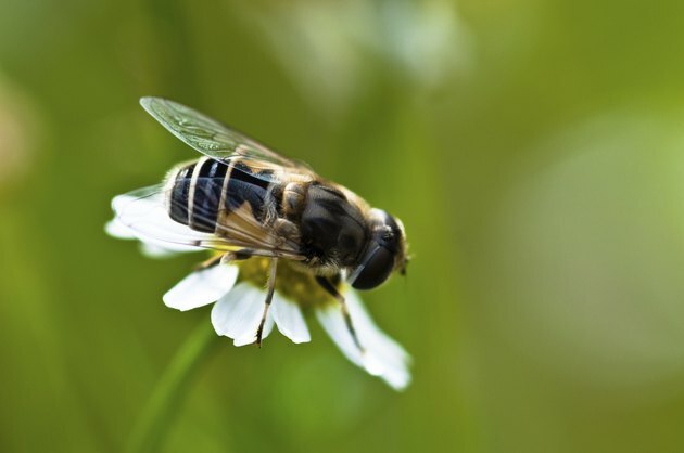 Wasp Fly