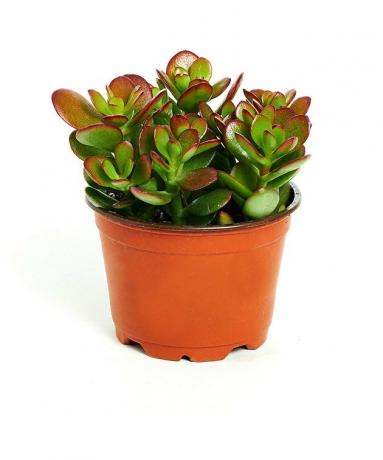 Jade plant