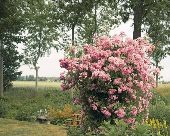 Rosa rosebus i full blomst