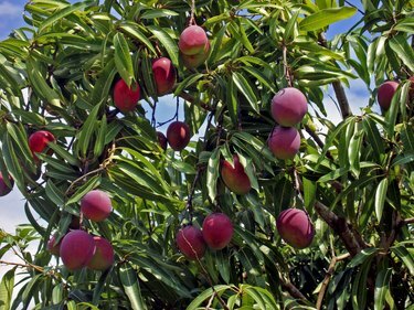Ağaç mangoları