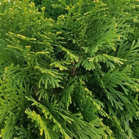 Grønt arborvitae løvverk.