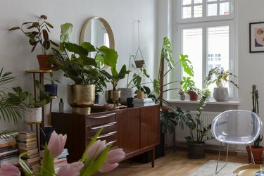 daug kambarinių augalų ir midcentury Credenza eklektiškoje boho svetainėje