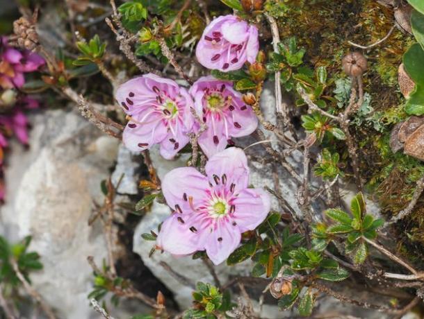 Rhododendron pitic (Rhodothamnus chamaecistus) înflorind în Alpi