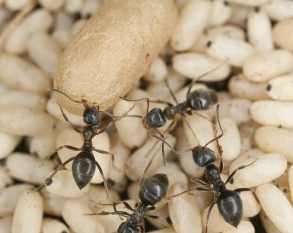 Larva de resgate de formiga preta (Lasius niger)