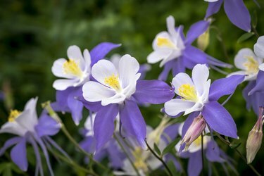 Fleurs sauvages de l'ancolie bleue en fleurs