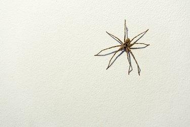 Liels mednieka zirneklis uz baltas betona sienas ar kopiju vietu