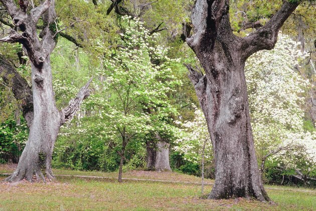 Copacii înfloriți într-un parc