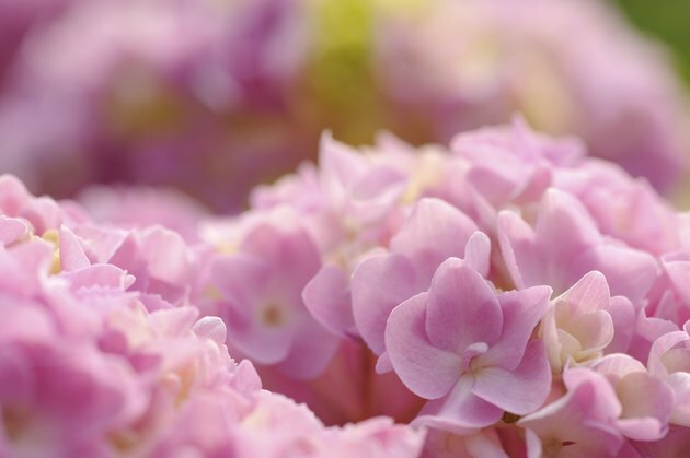 Ilusad roosad hortensialilled lähivõte