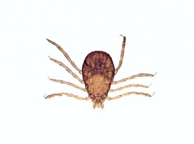 Microscop - Tick (Rhipicephalus sanguineus)