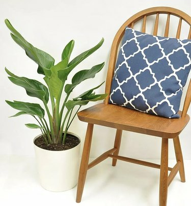 Plantas Home Depot