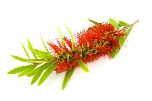 Floración Single Bottlebrush