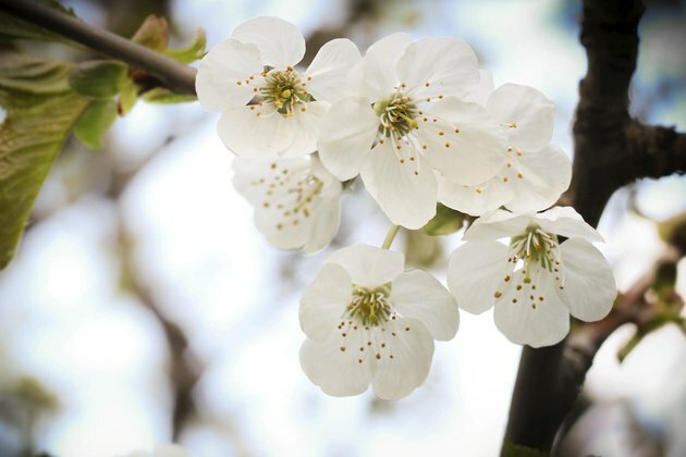 VITA APPLE BLOSSOMS