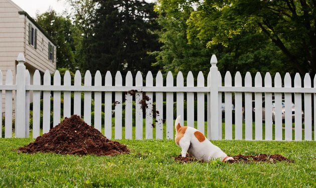 Hond graafgat vooraan tuin
