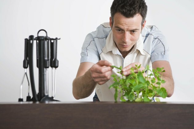 Hombre recogiendo hojas de menta en la cocina