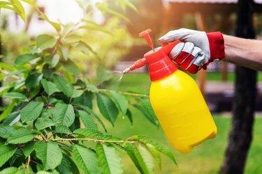 jardineiro pulverizando cerejeira contra pragas e doenças