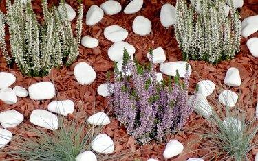 Lyng i blomsterbedet dekket med en mulch laget av trebark