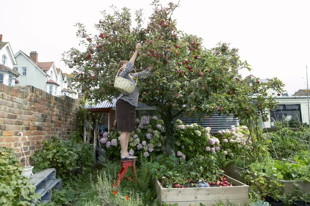nainen ojentaa poimia omenoita puusta
