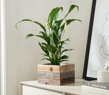 „Peace Lily“ augalas medienoje