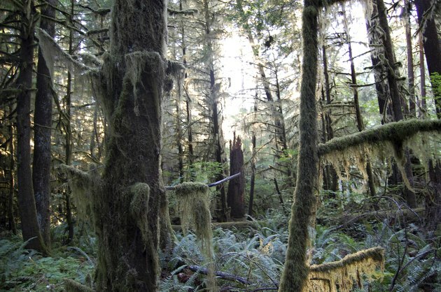 Дъглас ели създава плътен, мъхест пейзаж в тихоокеанската северозападна тропическа гора