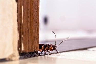 Barata americana, uma espécie de barata com asas. dentro de casa, escondido. problema de insetos e pragas dentro de casa