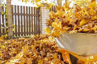 Rimozione delle foglie autunnali nel cortile. carriola e rastrello tra le foglie autunnali