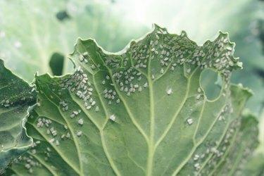 Whitefly Aleyrodes proletella parassita agricola su foglia di cavolo