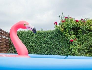 Großer Flamingo à Gartenpool