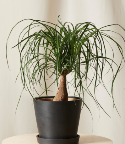 Ponytail Palm