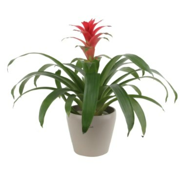 Urn Plant Bromeliad