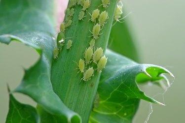 pulgão na planta verde