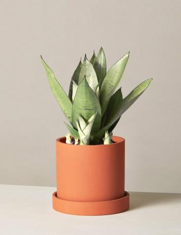 Biljka Sill Sansevieria Moonshine