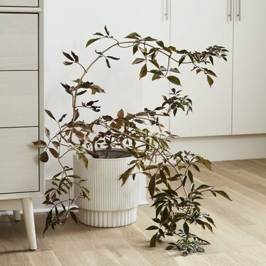 plantador interno / externo com pregas brancas