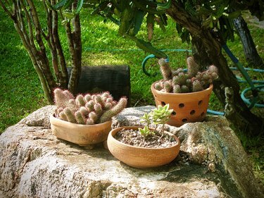 Ladyfinger kaktusväxter i en terrakottakruka