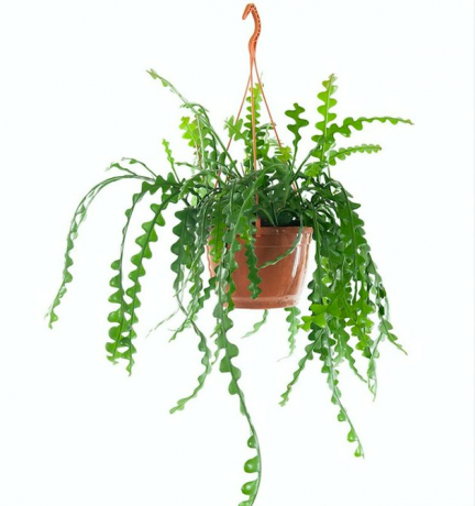 Žuvų kaulų orchidėjų kaktusas