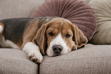 Puhdasrotuinen beagle kotona sohvalla.