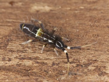 Springtail (Collembola) sentado na madeira