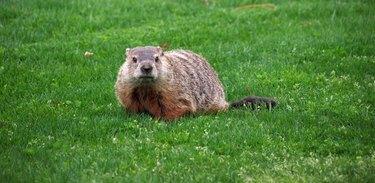 Visitante de quintal - marmota