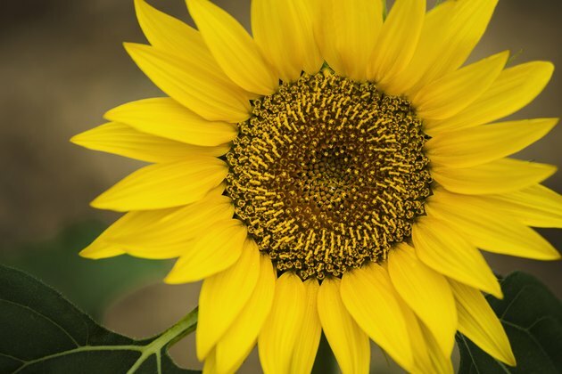 Close-up de floarea soarelui