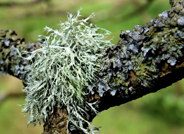 Слика изблиза биљака сребрног лишаја које расту на грани дрвећа
